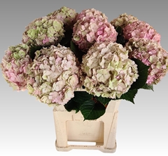 Hydrangea Adora Classic 80cm 19-21cm Hd