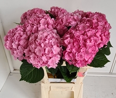 Hydrangea Adora 60cm 17-19cm Hd