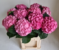 Hydrangea Adora 80cm 18-20cm Hd