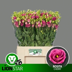 Eustoma Double Rosita Cherry 65cm
