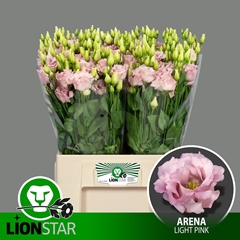 Eustoma Double Lisanne Light Pink 65cm