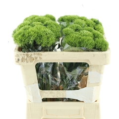 Dianthus Barb Kiwi Mellow 50cm