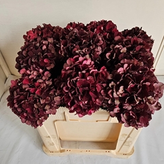 Hydrangea Dark Ruby Classic 50cm 15-17cm Hd