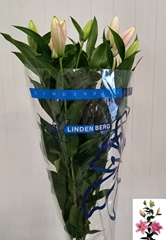 Lily Oriental Sorbonne 55cm 1+
