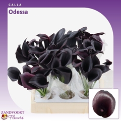 Zantedeschia Odessa 40cm