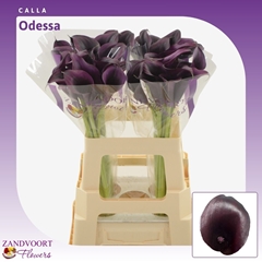 Zantedeschia Odessa 60cm