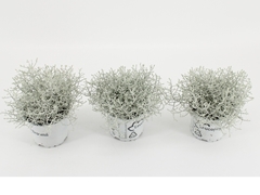 Leucophyta Brownii 10Ø 20cm