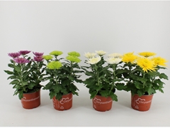 Chrysanth Anastasia Mix 15Ø 33cm