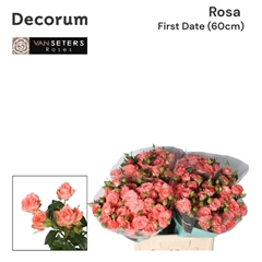 Rosa Spray Femke 60cm 4+