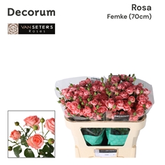 Rosa Spray Femke 70cm 5+