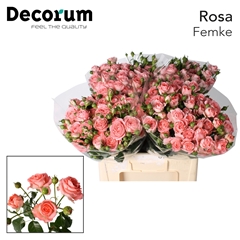 Rosa Spray Femke 50cm 3+