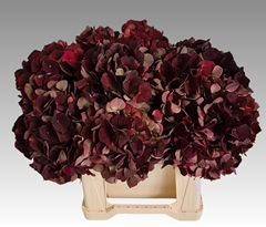 Hydrangea Dark Ruby Classic 40cm 14-16cm Hd