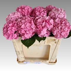 Hydrangea Adora 50cm 16-18cm Hd