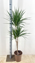 Dracaena 24Ø 130cm