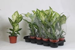 Dieffenbachia Mars 12Ø 50cm