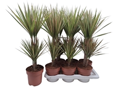 Dracaena Bicolor 17Ø 75cm