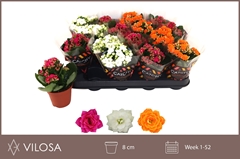 Kalanchoe Double Mix 8Ø 15cm