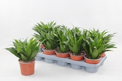 Dracaena Compacta 12Ø 25cm
