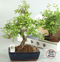 Bonsai Mix 25Ø 35cm