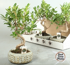 Bonsai Mix 18Ø 30cm