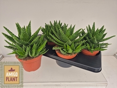 Aloe Perfoliata 15Ø 27cm