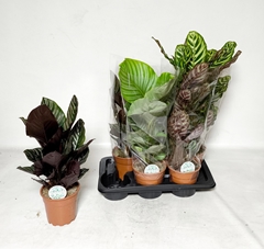 Calathea Mix 17Ø 60cm