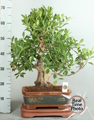 Bonsai Mix 40Ø 75cm
