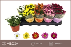 Chrysanth Swifty Mix 10Ø 18cm