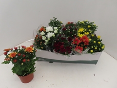 Chrysanth Mix 7 Colours 12Ø 25cm