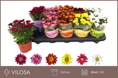 Chrysanth Swifty Mix 10Ø 18cm