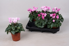 Cyclamen Super Serie Crayon 10Ø 20cm