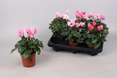 Cyclamen Super Serie Crayon 10Ø 20cm