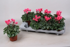 Cyclamen Super Serie Verano 10Ø 20cm