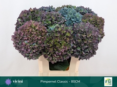 Hydrangea Pimpernel Classic 80cm 20-22cm Hd