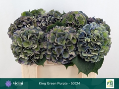 Hydrangea Royal King Classic 50cm 16-18cm Hd