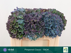 Hydrangea Pimpernel Classic 50cm 16-18cm Hd