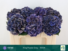 Hydrangea Royal King Classic 50cm 16-18cm Hd