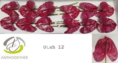 Anthurium Utah 13cm Hd