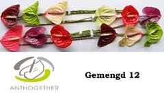 Anthurium Mix 13cm Hd