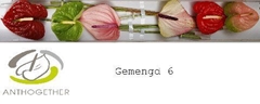 Anthurium Mix 11cm Hd