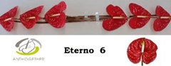 Anthurium Eterno 13cm Hd