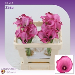 Zantedeschia Zazu 50cm