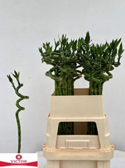 Dracaena Lucky Bamboo 80cm Spiral
