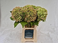 Hydrangea Blizzard Classic 60cm 17-19cm Hd