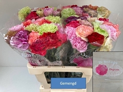 Dianthus Single Mix Per Bunch 60cm
