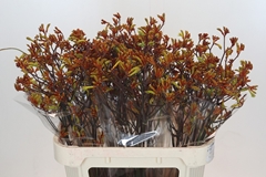 Anigozanthos Flavidus Bush Sunset 80cm