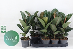 Ficus Robusta 14Ø 47cm