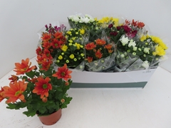 Chrysanth Mix 6 Mix 12Ø 25cm