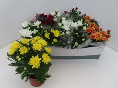 Chrysanth Mix 5 Colours 12Ø 25cm