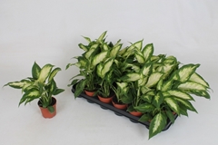 Dieffenbachia Camilla 9Ø 27cm